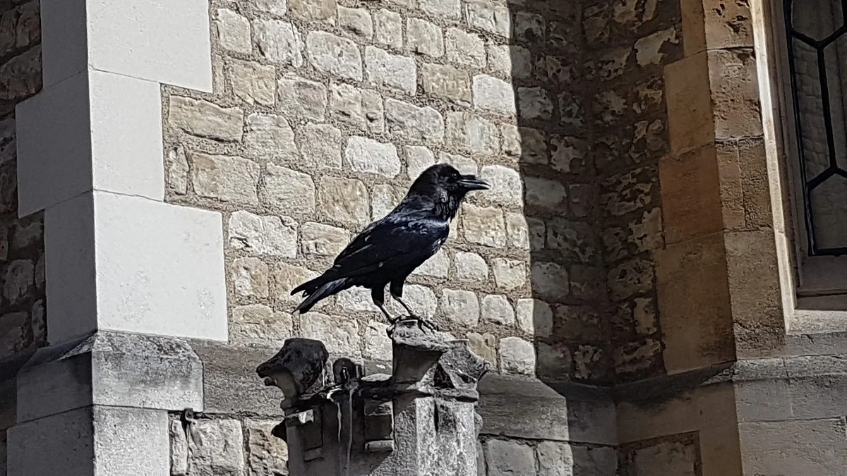 A Tower of London Raven