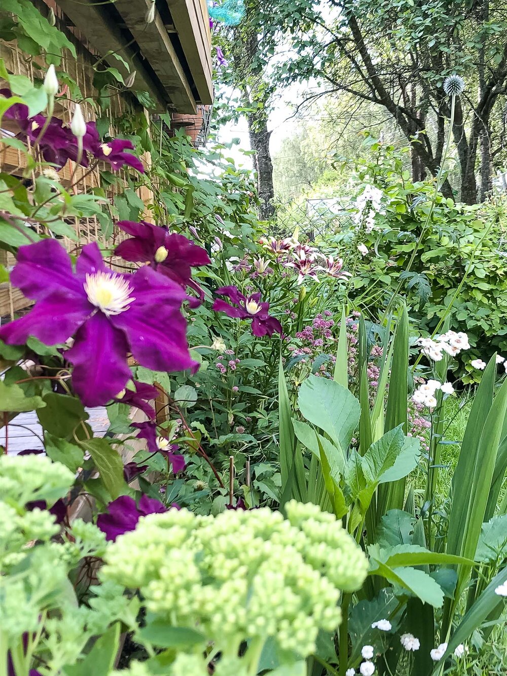  Bedene våre er et virvar av gamle og nye stauder, sommerblomster, klatrevekster og jordbærplanter. 