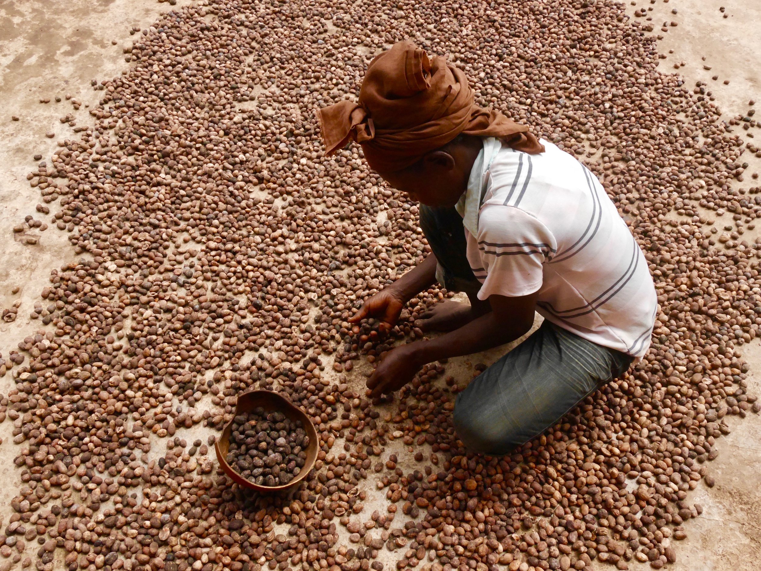 Before you can start the shea preparation the bad nuts need to be carefully picked out of the batch.