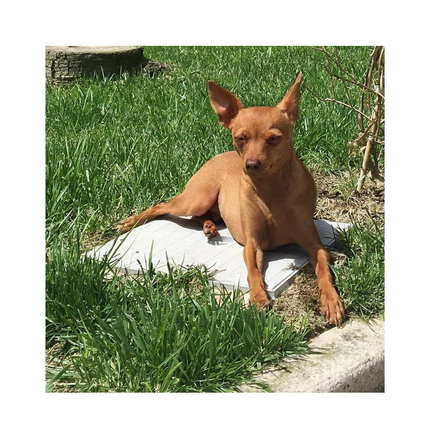 Don’t wake me up from my siesta…. The struggle is real #humpday #siesta #musing 
.
.
.
.
.๐ธ @andrea_luelmo