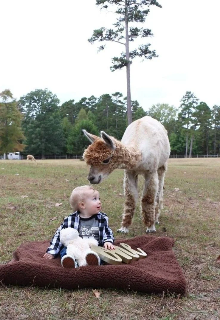 1st Birthday Alpaca Kiss