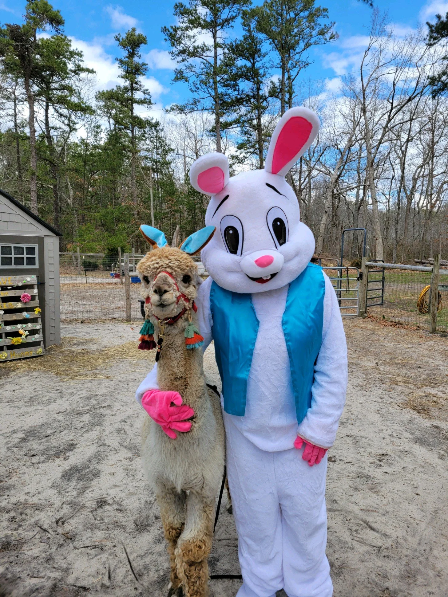 Alpaca & the Easter Bunny