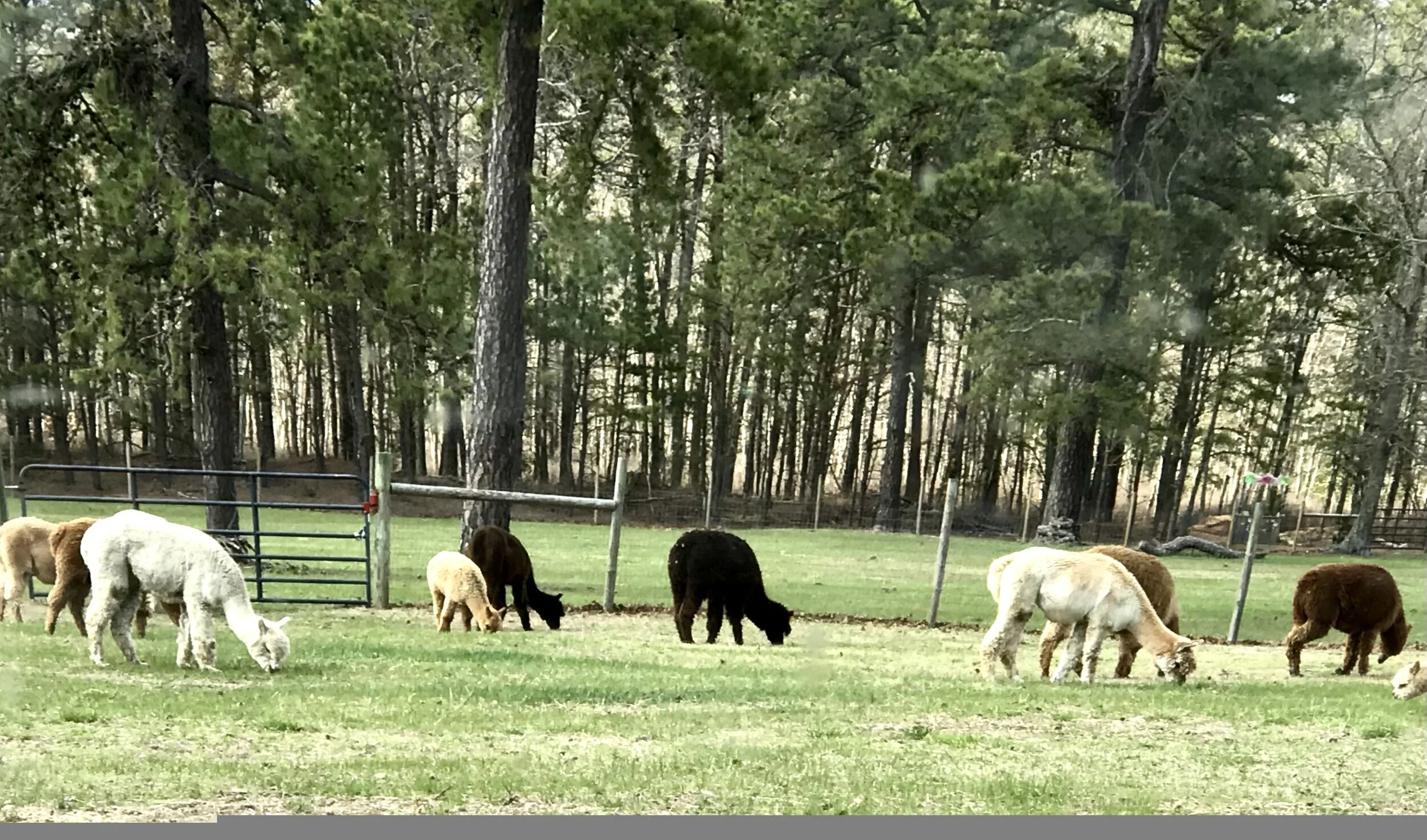 Alpaca Grazing