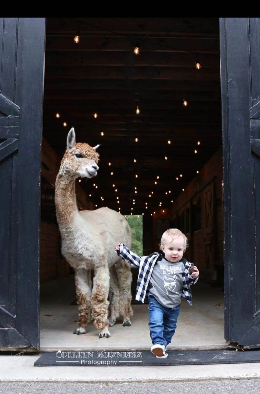 Alpaca Celebrating a 1st Birthday