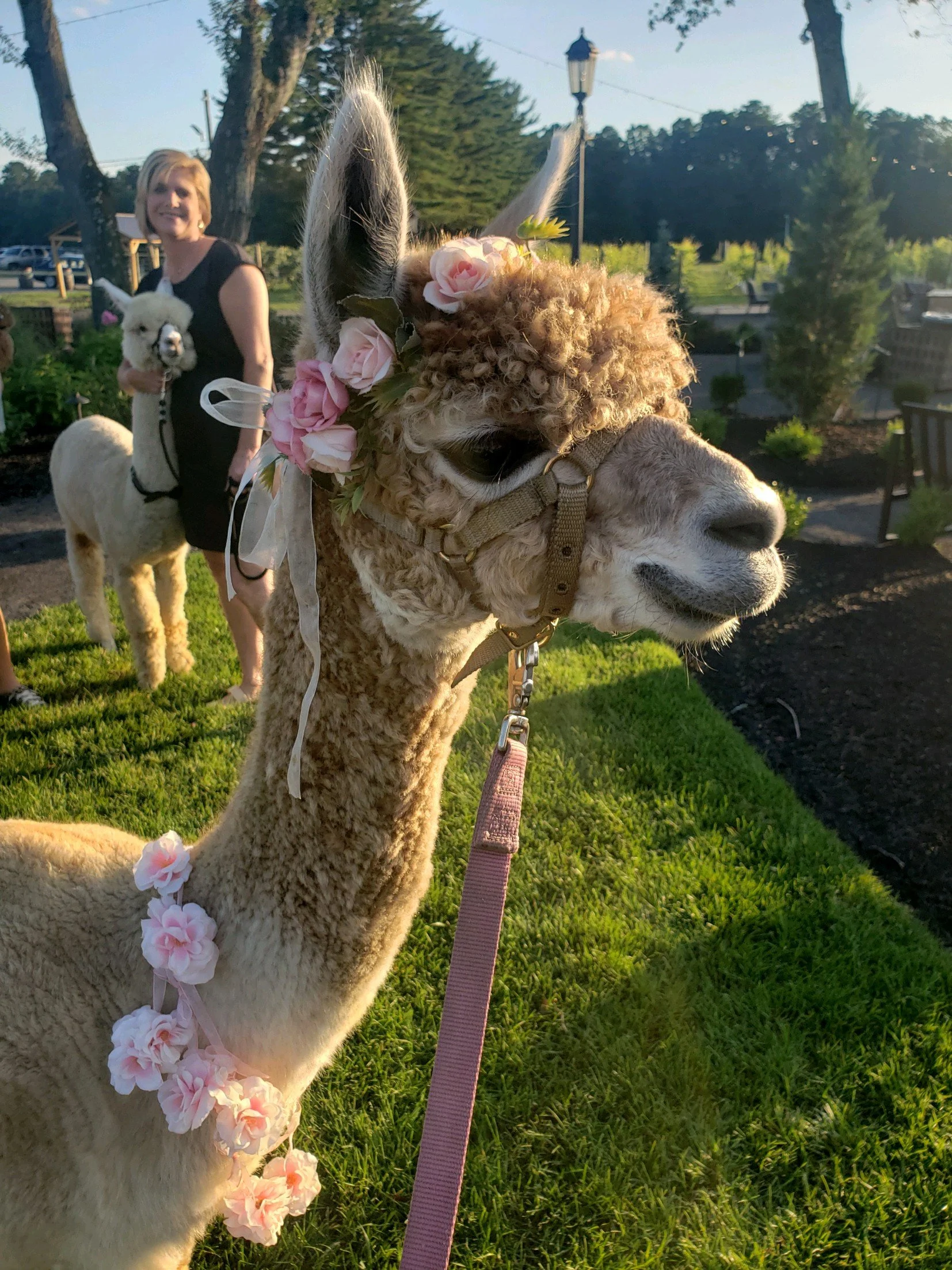 Wedding-Ready Rosey!