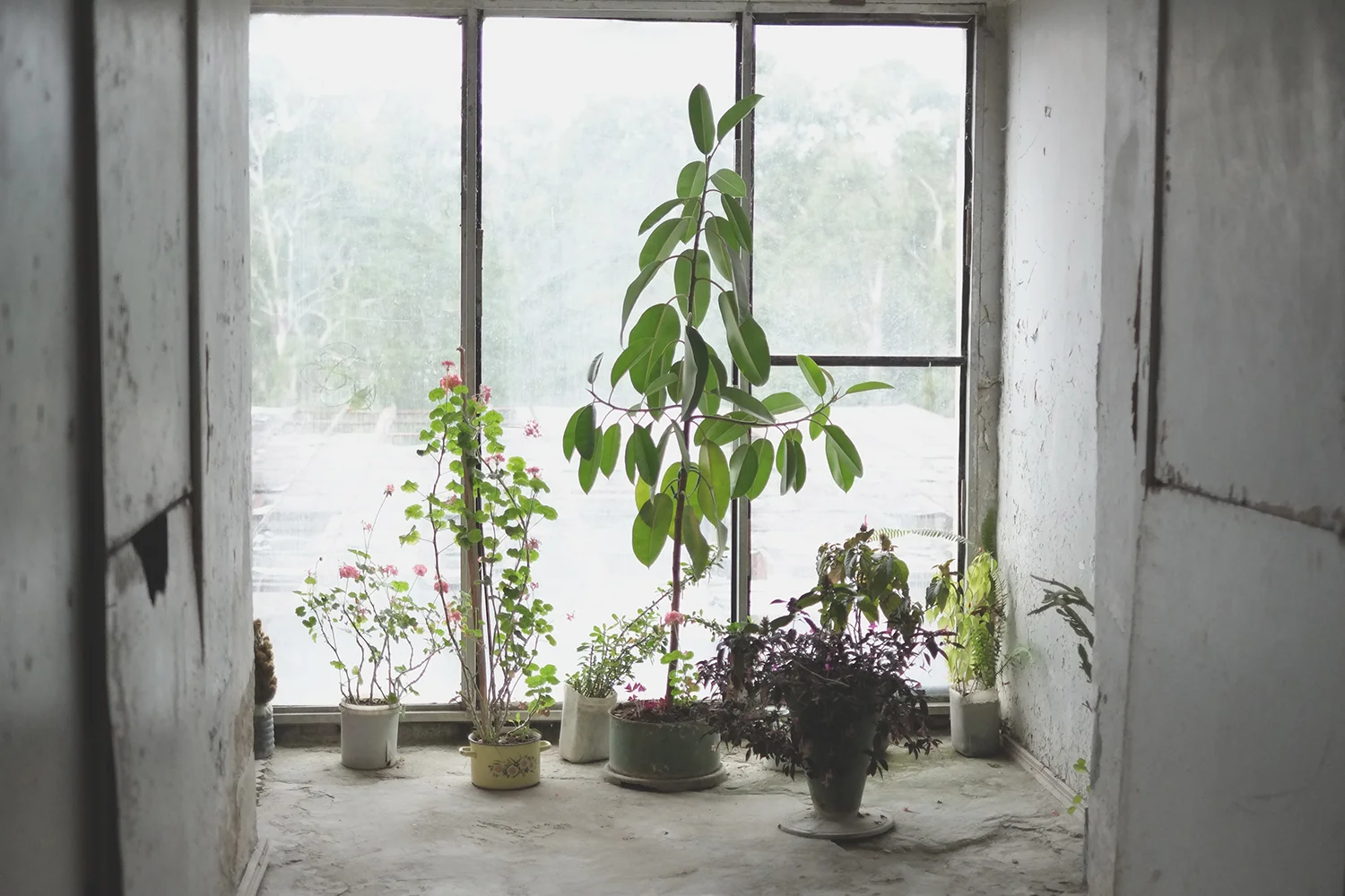 Plants.jpg