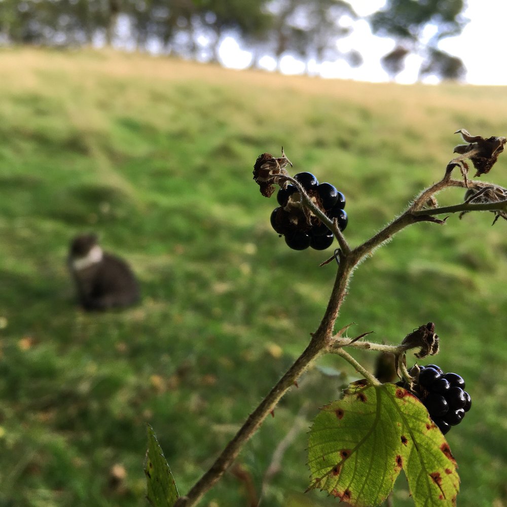 Blackberrying with Ounce