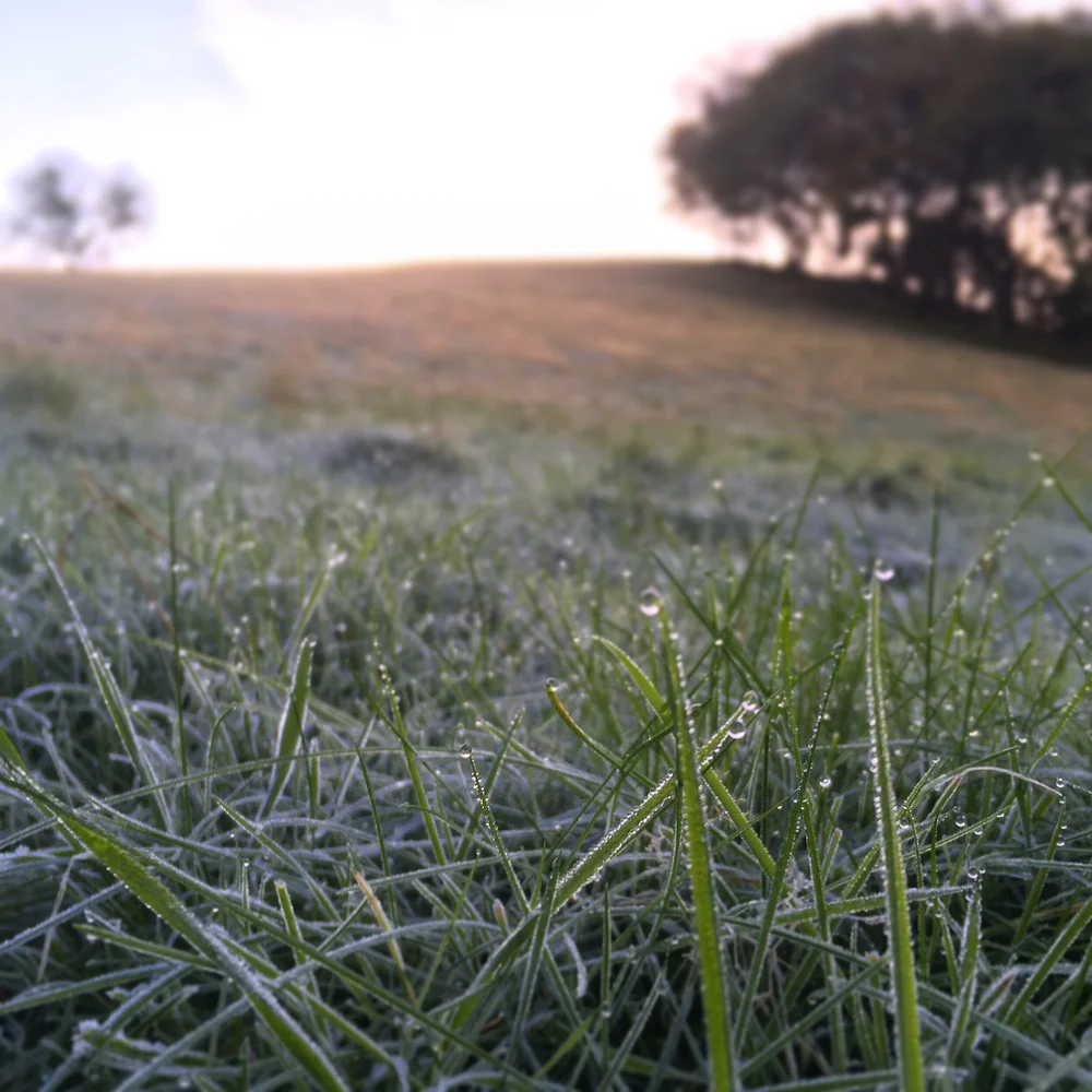 A frosty morning