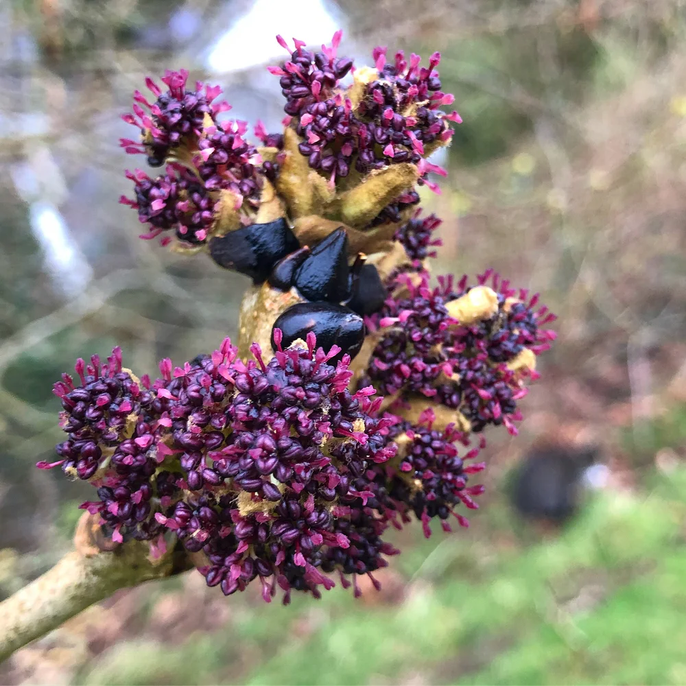 A purple sprouting ash tree