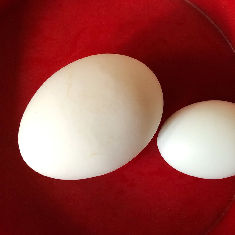 A goose egg and a hens egg to make a cake with