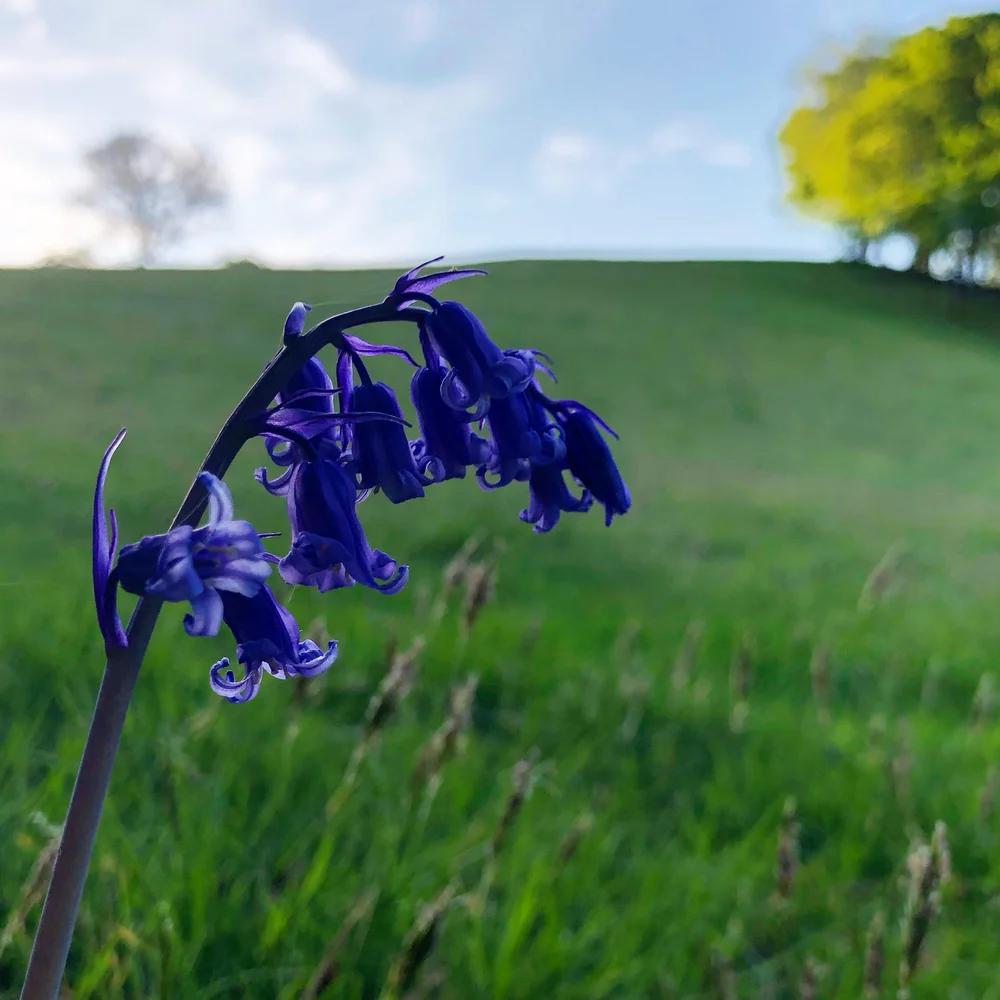 A bluebell by my gate