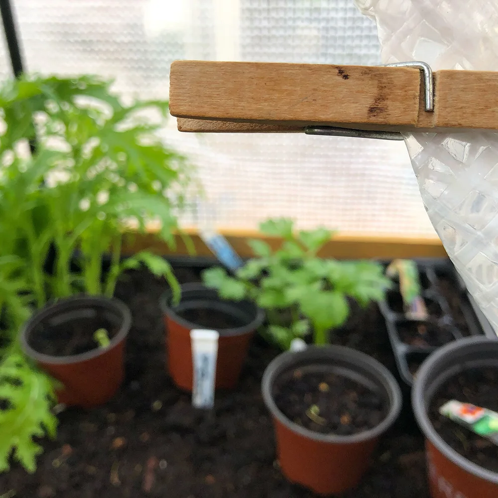 Checking on my plants