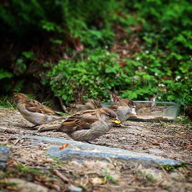 A flutter of sparrows