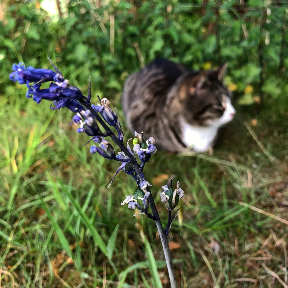 Ounce sitting with a bluebell