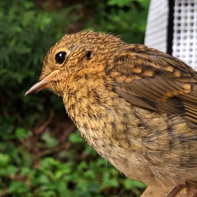 Fledgling robin