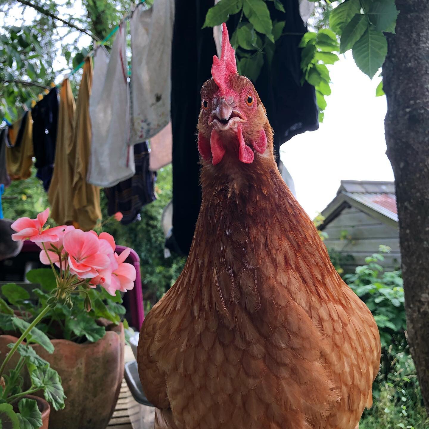 George-The-Hen says it&rsquo;s definitely a day to sit in the shade of a tree while your washing dries on the line. 

I hope you have a cool shady spot to sit in today if it&rsquo;s hot where are &lt;3

🐓☀️🌴🐌

#GoGently
#MECFS