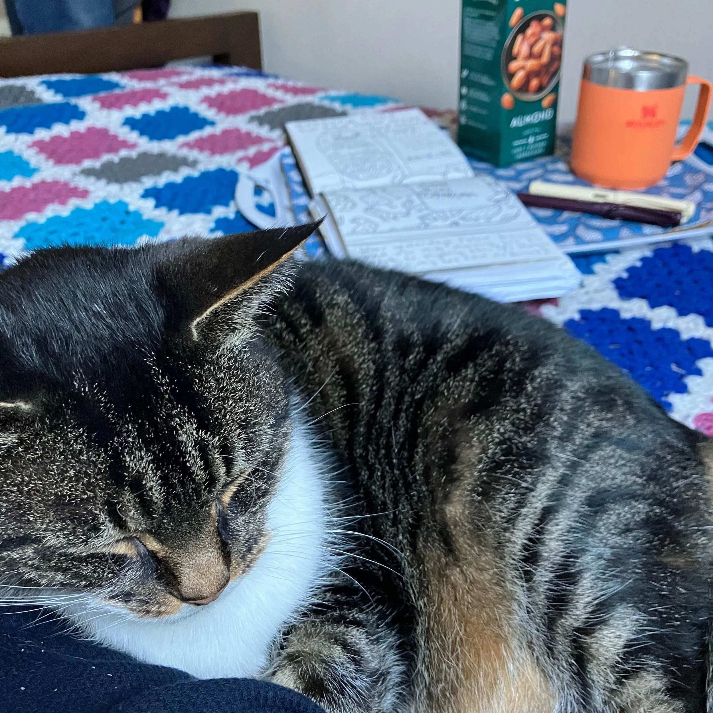 Bailey decided it was time to stop drawing and sat on me (!), so there&rsquo;s no colour in today&rsquo;s tea-tray drawing.

I quite like it as it is.

Have a lovely Sunday.

Go gently ❤️🐌

#GoGently #Convalescence #Drawing #MorningDrawing #catsofin