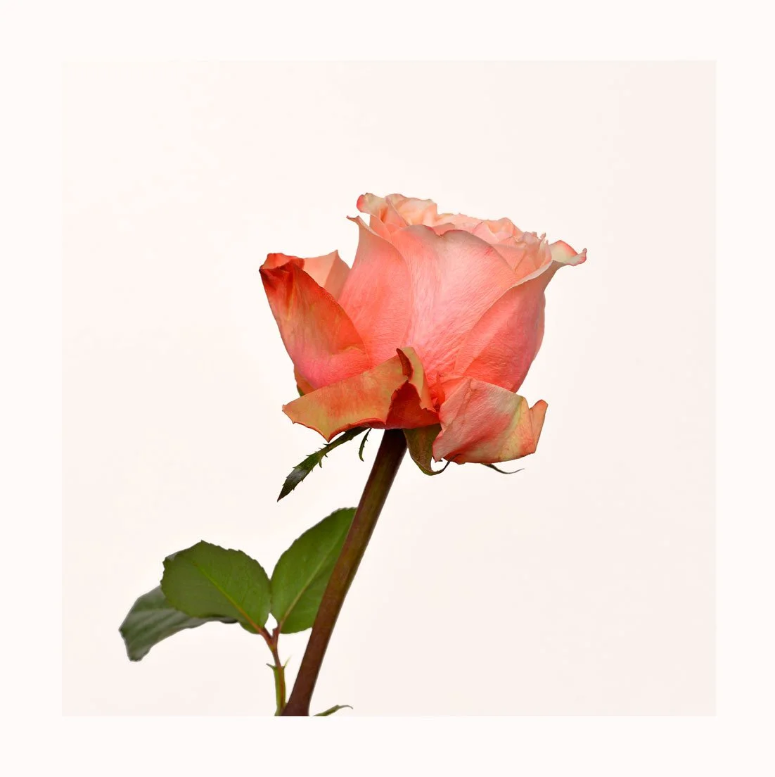 Rose_Kahala_01SQ_RTX_CROP_PRINT_SITE.jpg