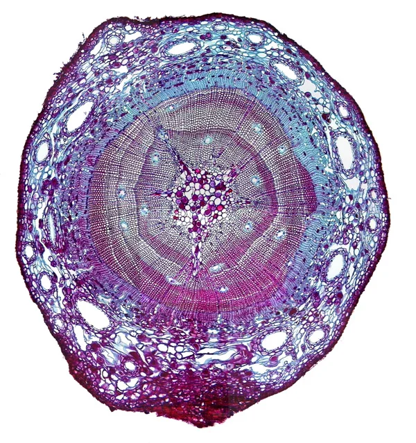 pine_older_stem2.jpg