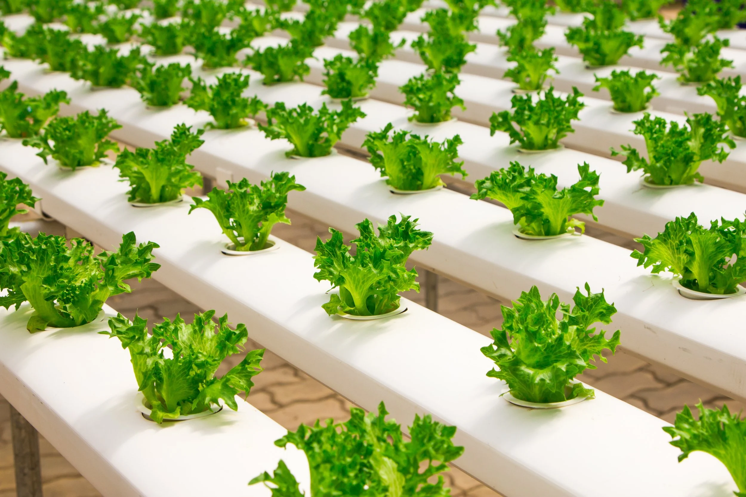 Zeroclene cleans plant resins from greenhouse and indoor agriculture facilities.