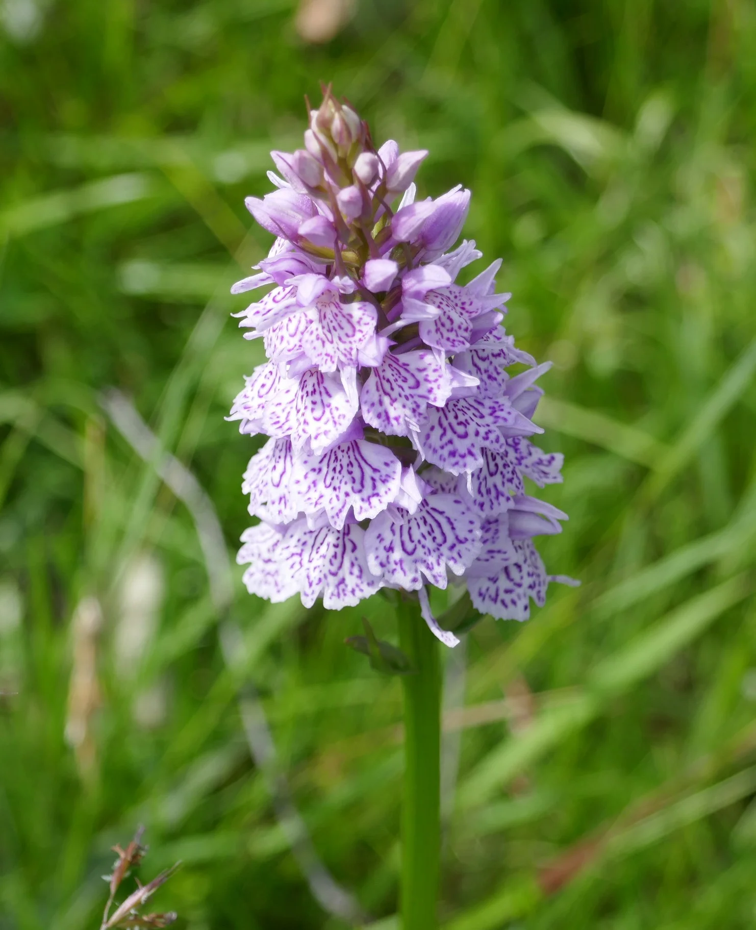 Heath Orchid at Mill Meadows local nature reserve
