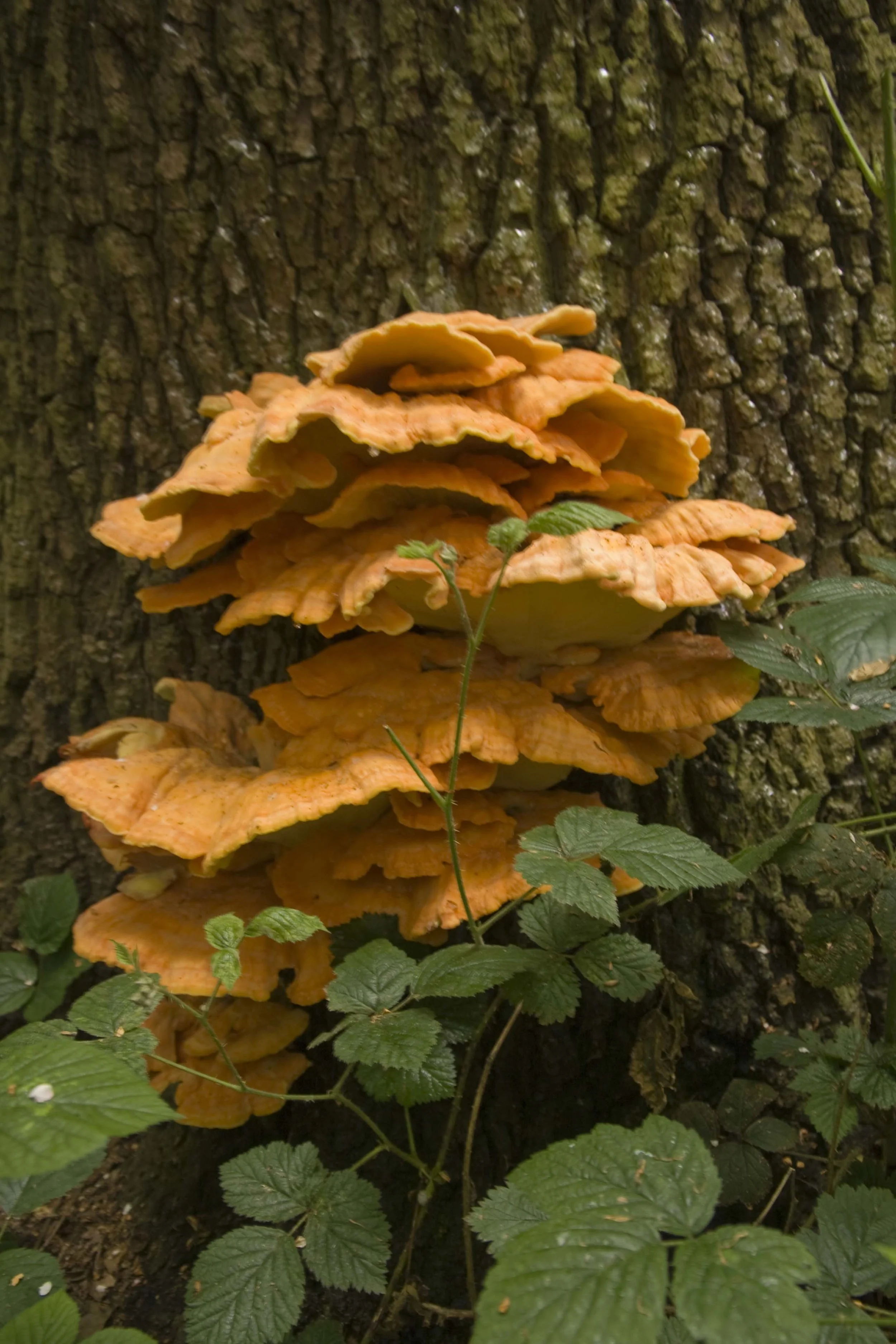 Chicken of the Woods fungi at Mill Meadows