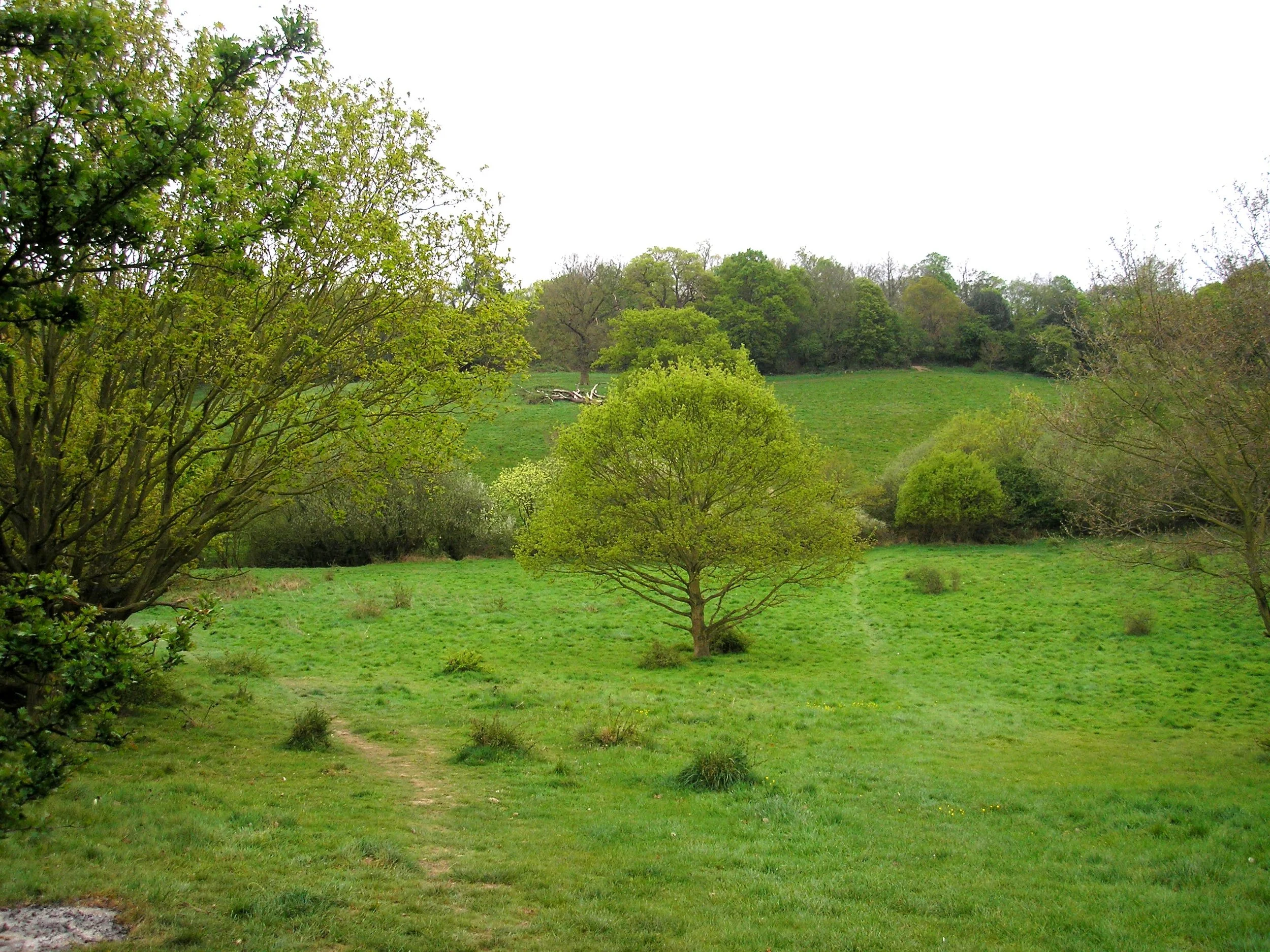 Mill Meadows view to special site of scientific interest (SSSI) from Hilly Field in May