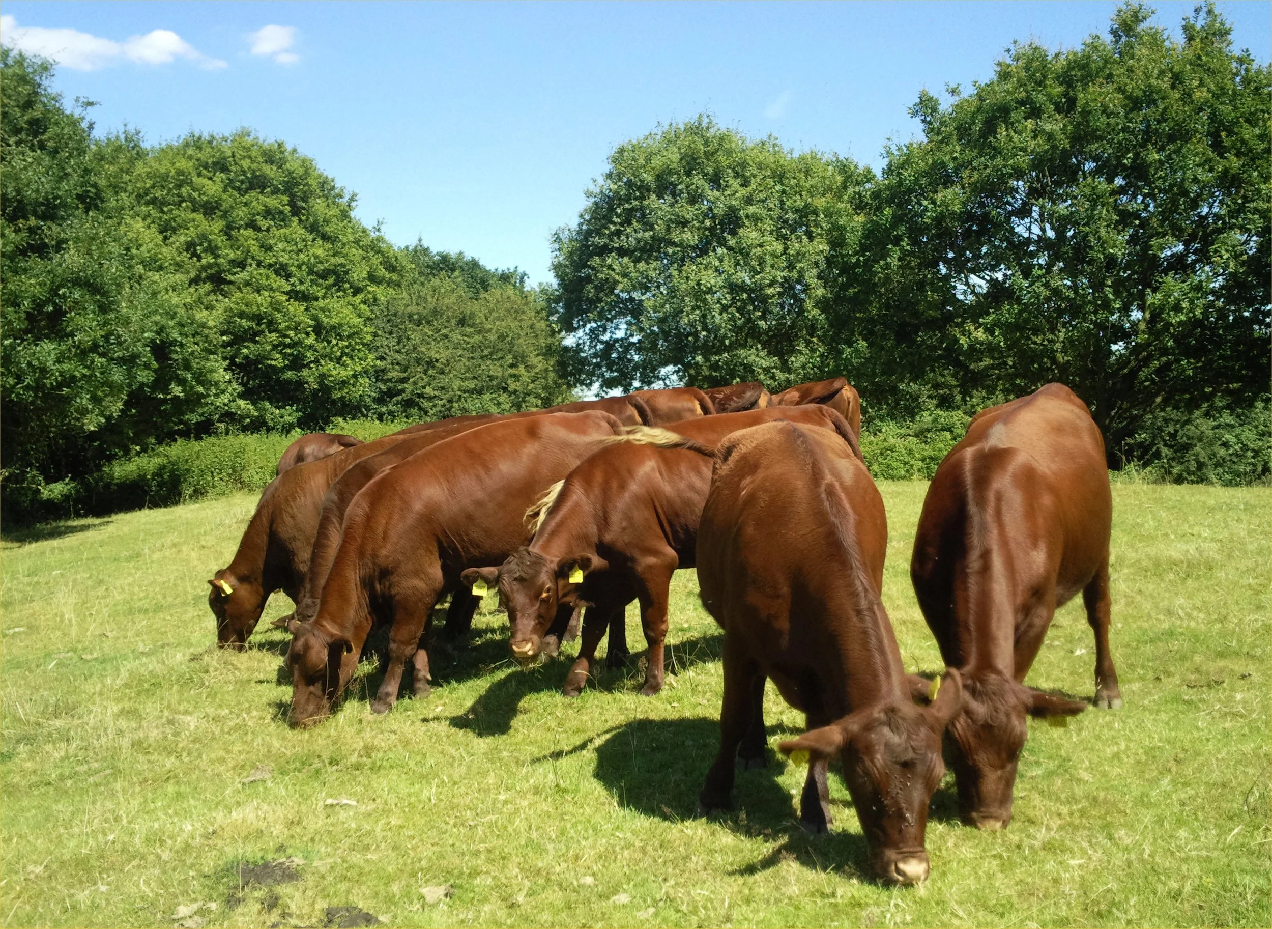 Red Poll cattle at Mill Meadows