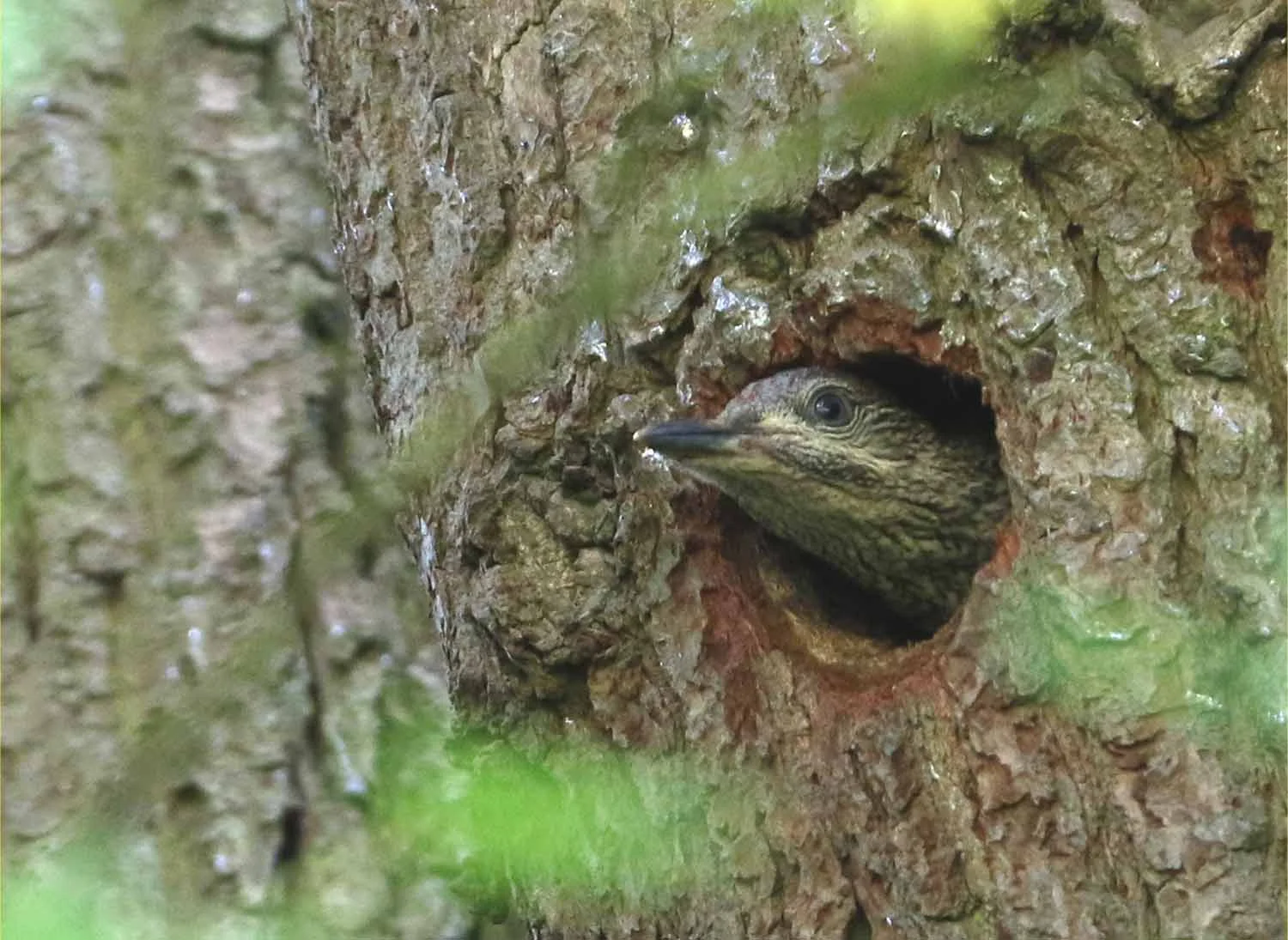 A fledgling green woodpecker
