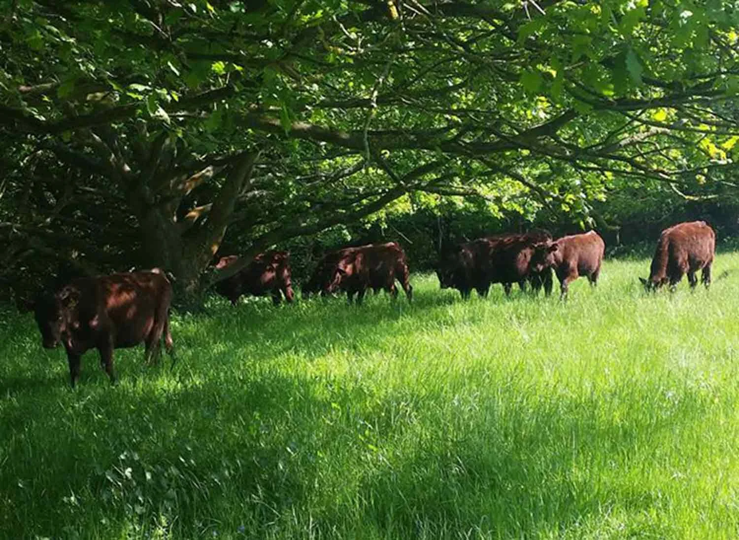Red Poll Cattle