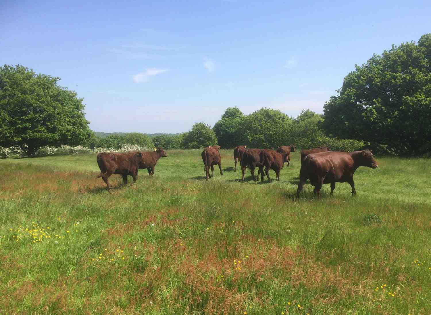Red-Poll-cattle-at-Mill-Meadows-in-Essex.jpg