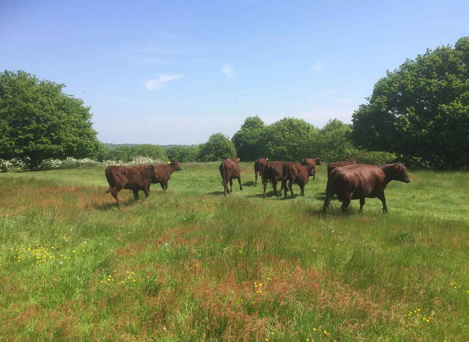 Red Poll Cattle at Mill Meadows