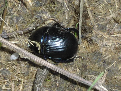 Dor beetle