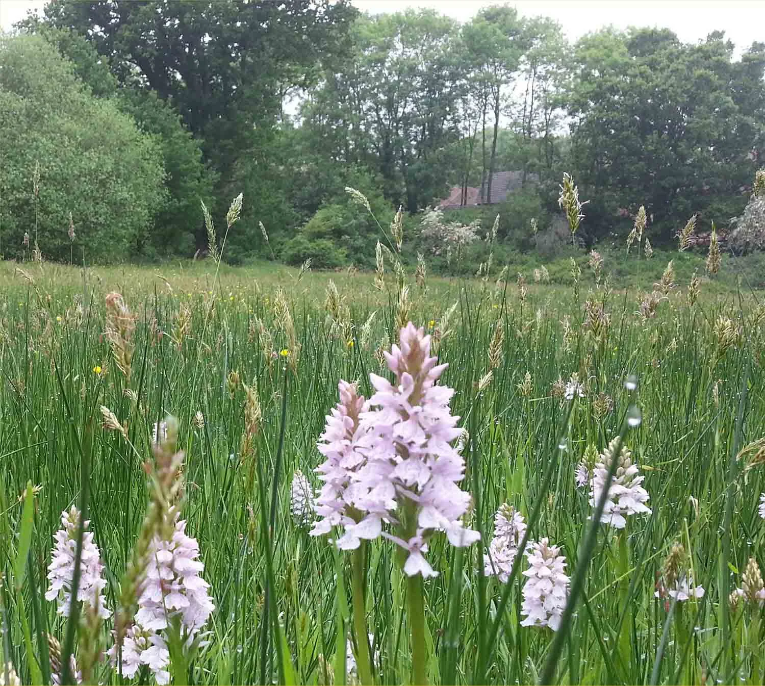 Heath-orchids-at-Mill-Meadows-nature-reserve-in Billericay-Essex.jpg