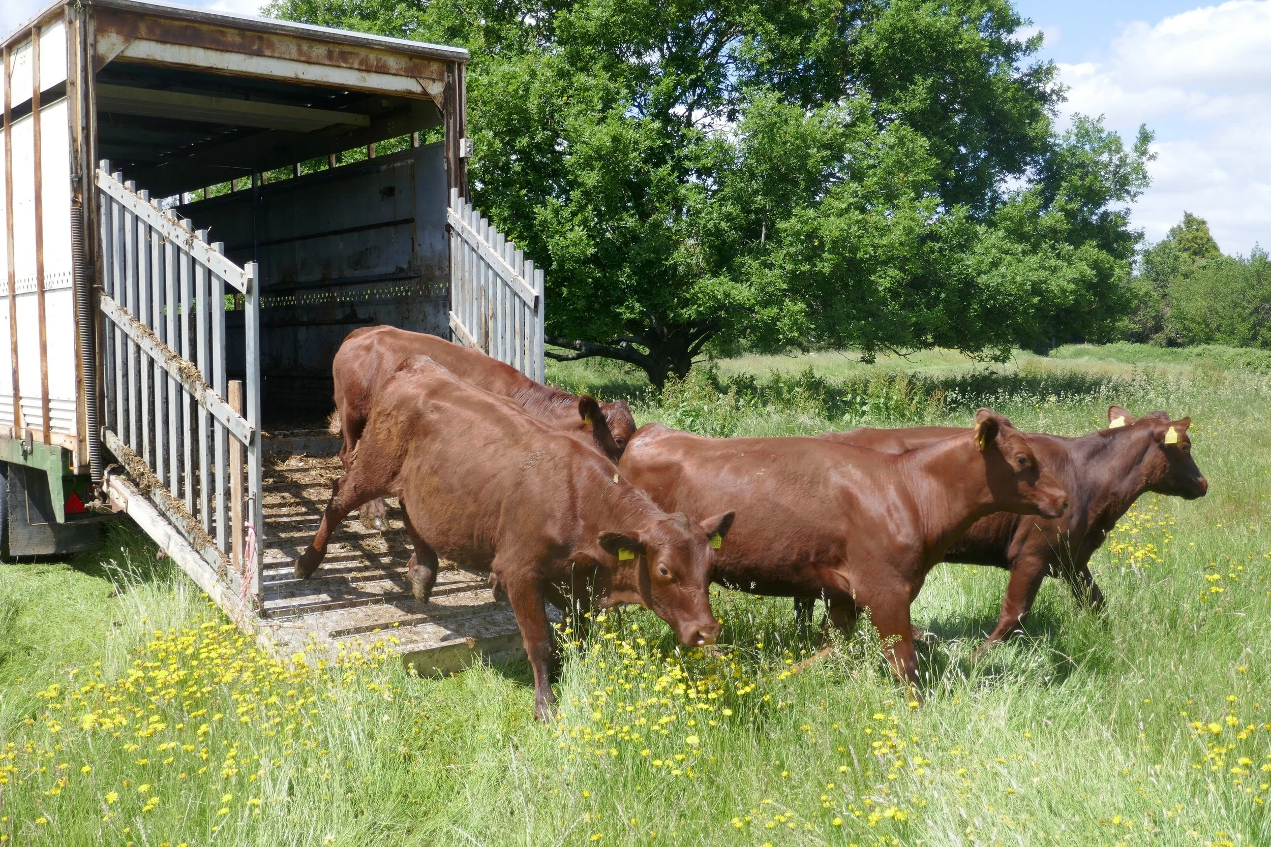 The Cows Are Back!