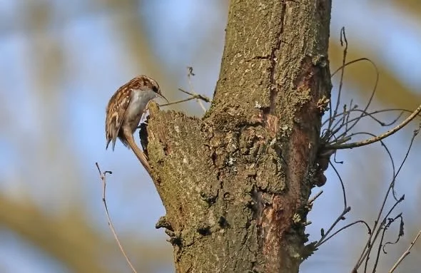 Evening Bird Song Walk
