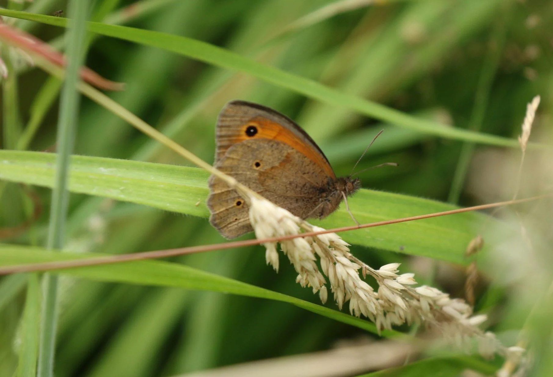 Mill Meadows Nature Day