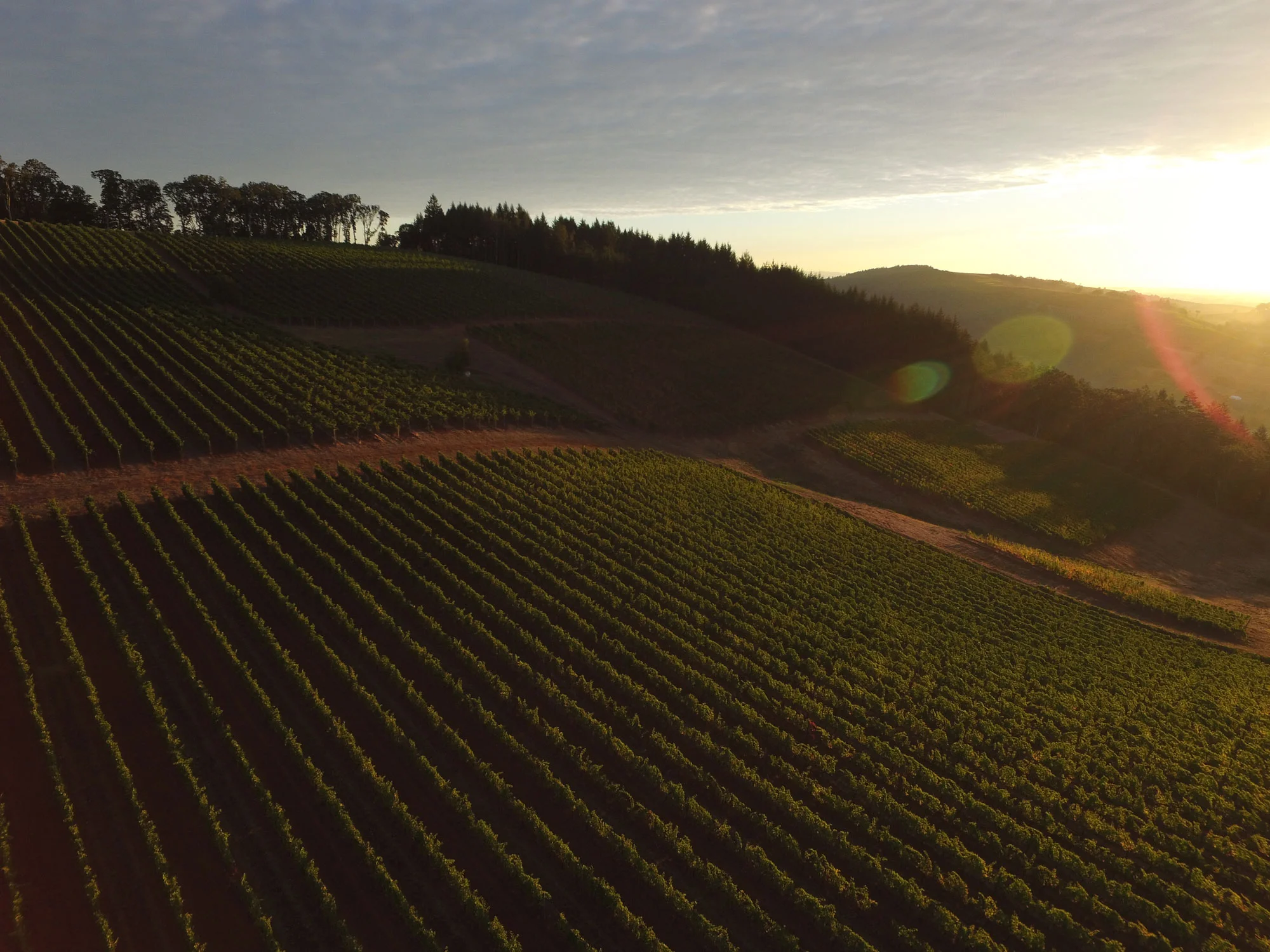 Oregon-Vineyard.jpg