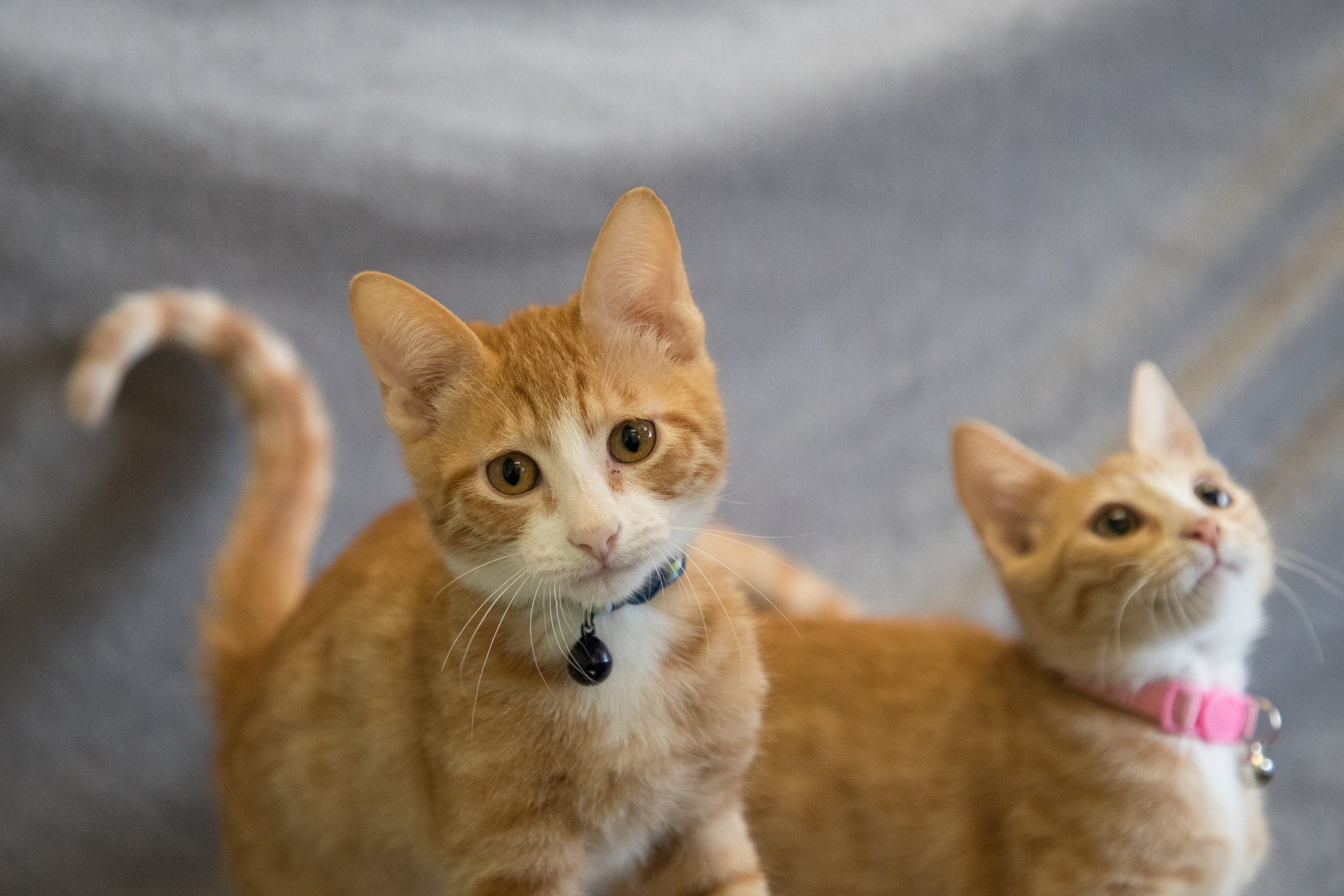 Jack and Jill are shorthair orange tabbies.