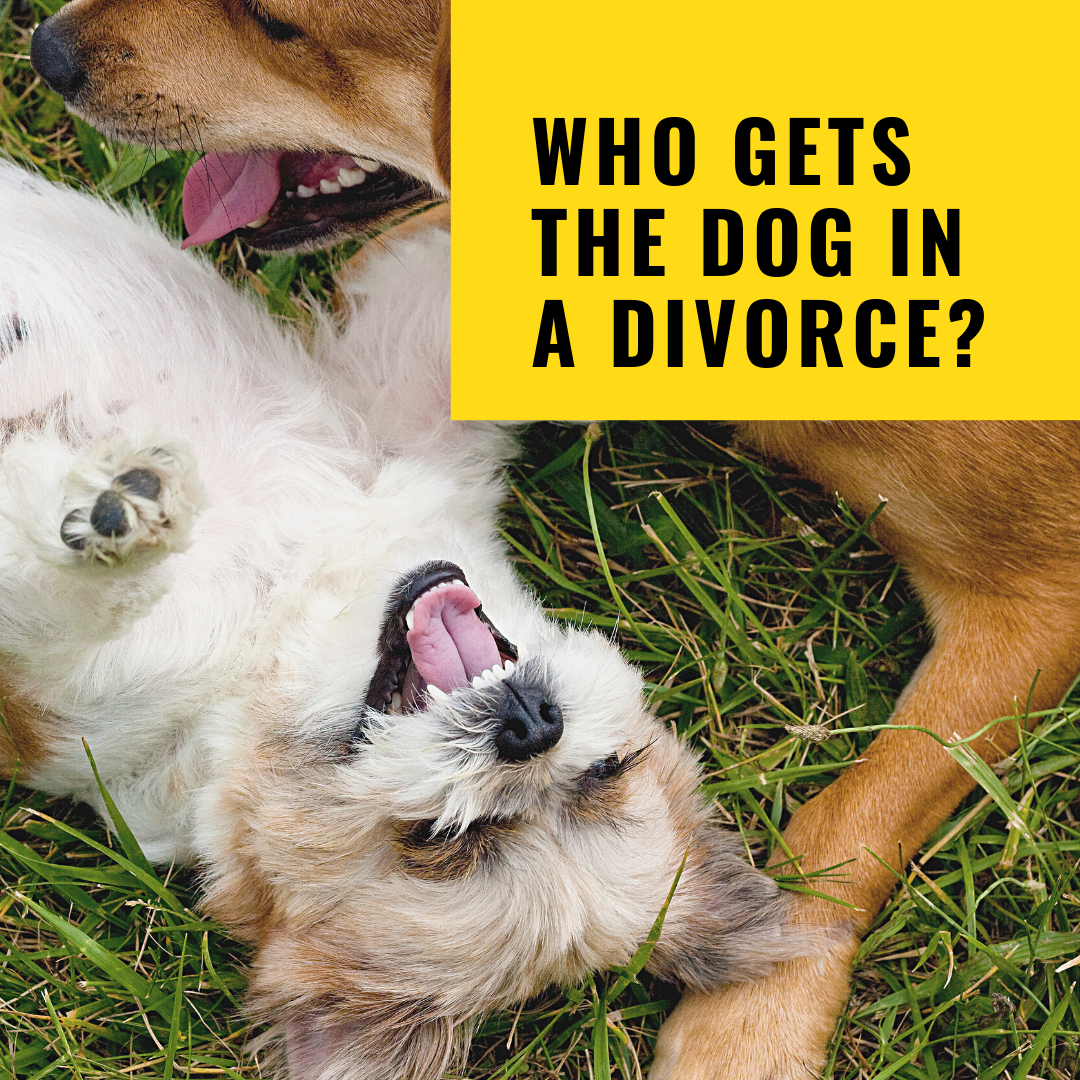 Who gets the dog in a divorce?.png