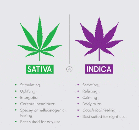 sativaindica.gif