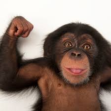 chimp.jpeg