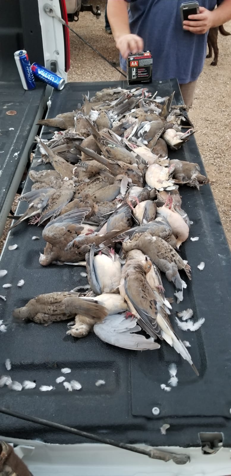 dovehunt2.jpeg