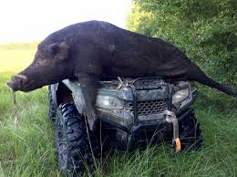 feralhog.jpeg