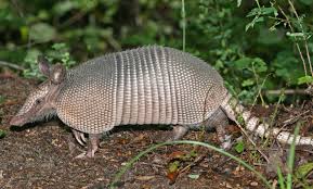 armadillo.jpeg