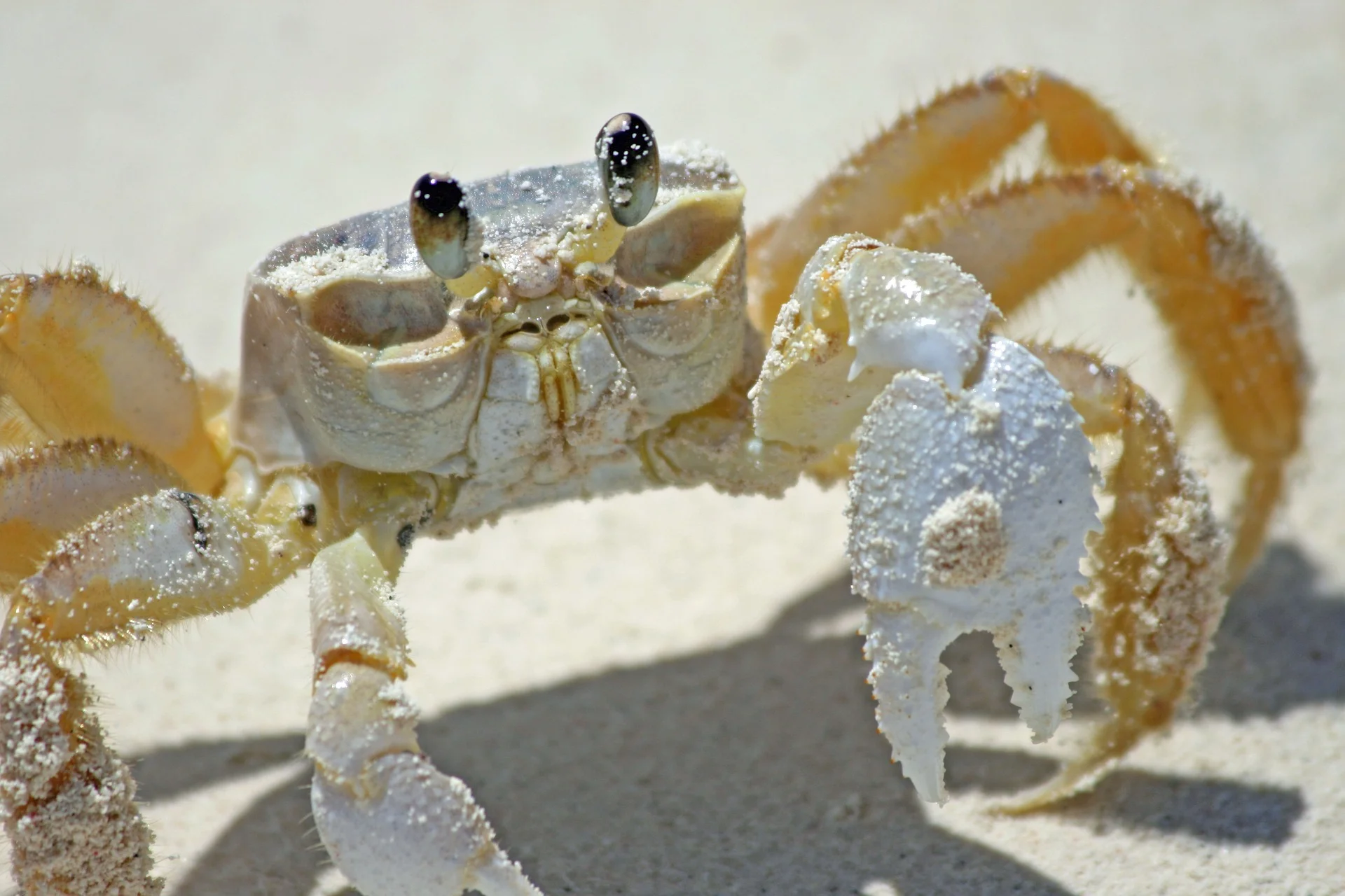 crab-2332394_1920.jpg