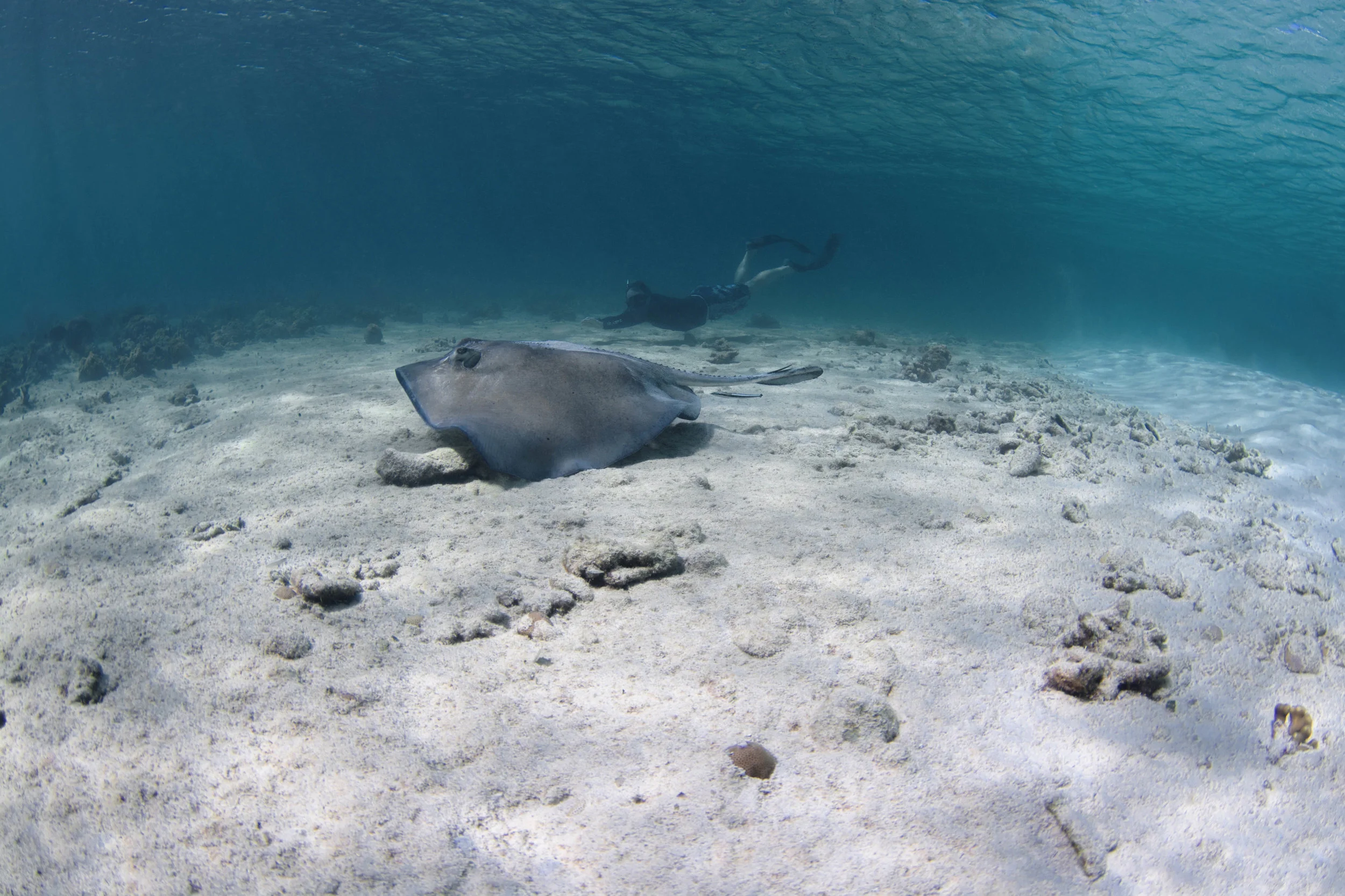 A beautiful southern stingray