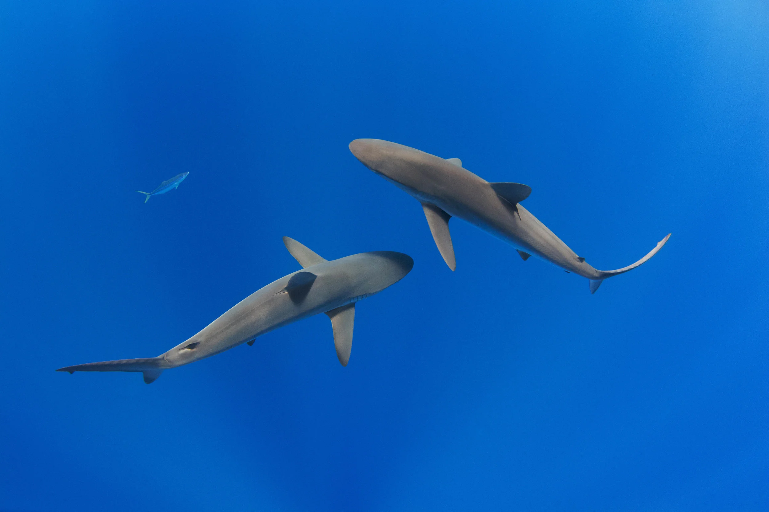 Two large silky sharks swimming beneath expedition guests