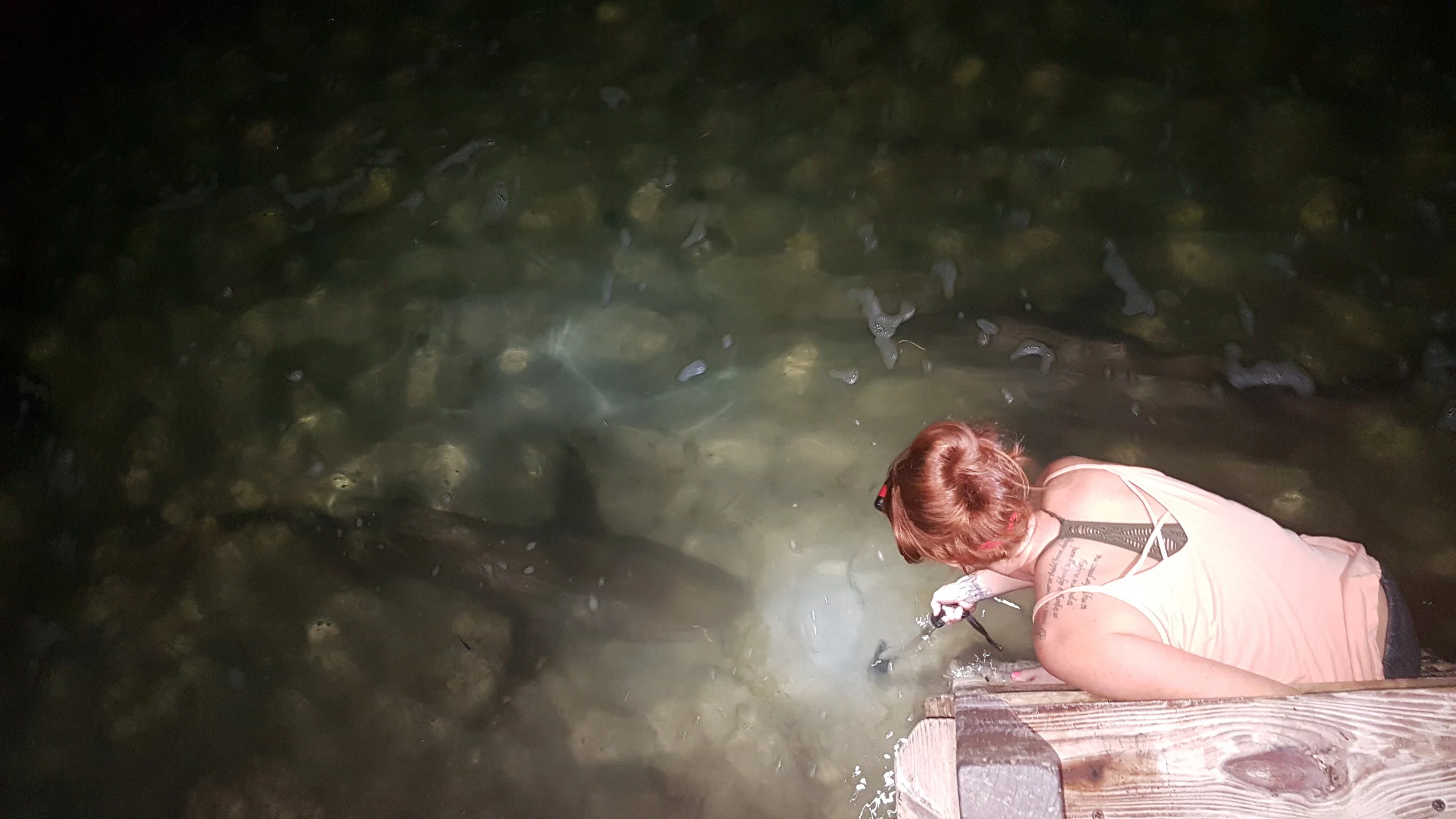Annie with a subadult lemon shark on the lodge dock