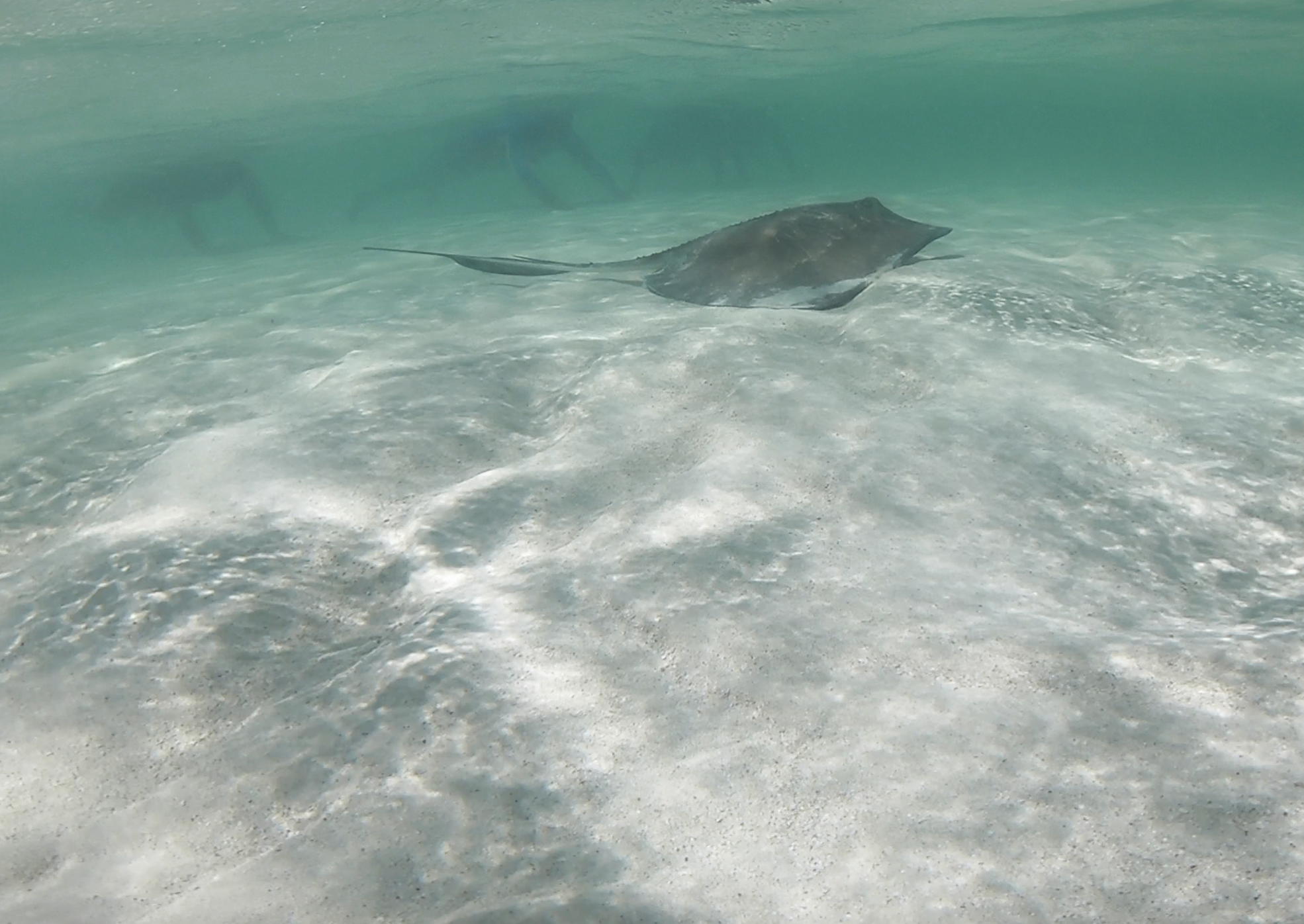 Stingray.png